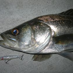 強烈な水面爆発で楽しませてくれるパワフルなシーバス