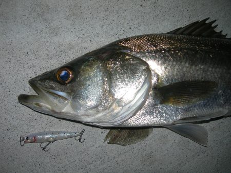 強烈な水面爆発で楽しませてくれるパワフルなシーバス