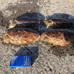コウイカ釣りました