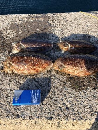 コウイカ釣りました