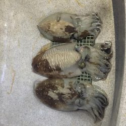 短時間 春イカエギング