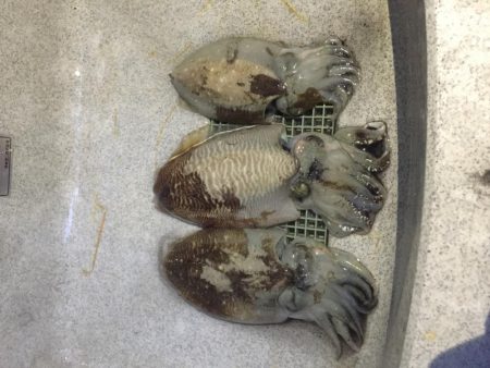 短時間 春イカエギング