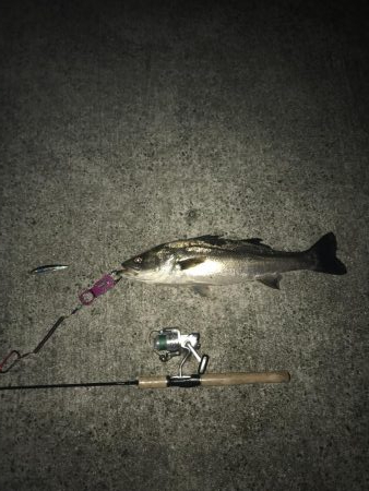 やっとシーバス^ ^