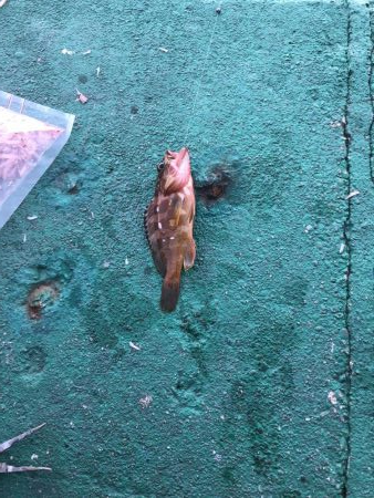 トラウツボゲット