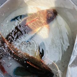 フラットフィッシュ狙いが！？