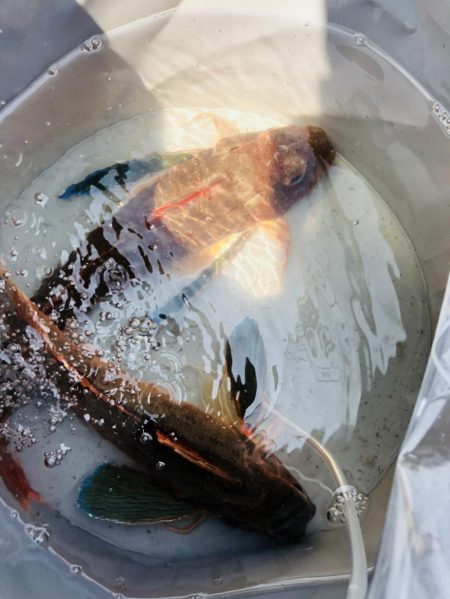 フラットフィッシュ狙いが！？