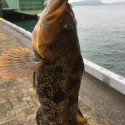 メバリングと根魚狙い！