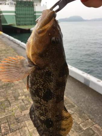 メバリングと根魚狙い！