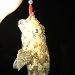 いつものナイトゲーム