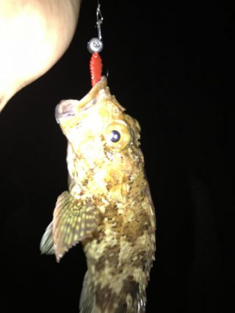 いつものナイトゲーム