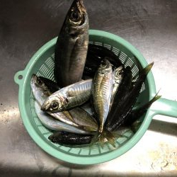 アジ釣り③シーズン到来