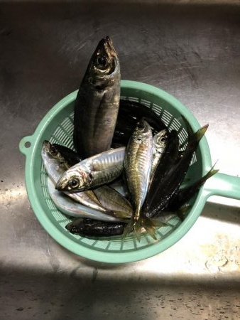 アジ釣り③シーズン到来