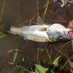 犀川水系デイゲーム