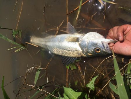 犀川水系デイゲーム