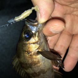 まだまだメバリング