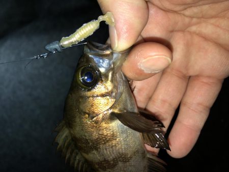 まだまだメバリング