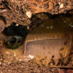 春イカエギング