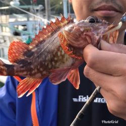 子供と一緒にガシラ釣り