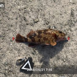 ショックリーダーだけで