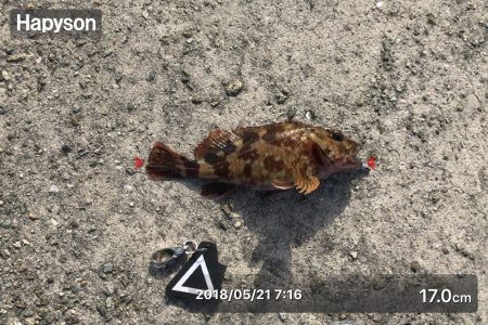 ショックリーダーだけで