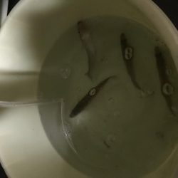 シロギス乗っ込み寸前！