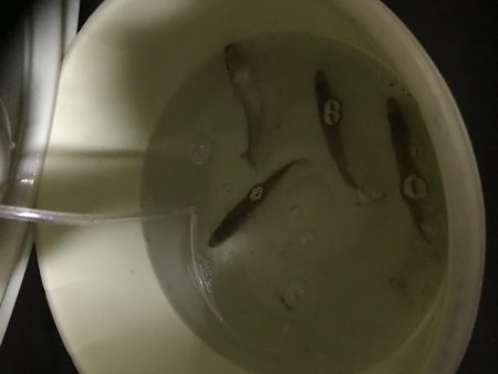 シロギス乗っ込み寸前！