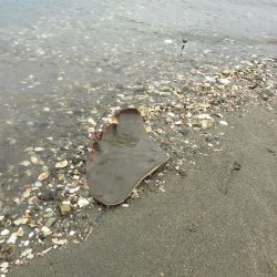 試練のキス釣り