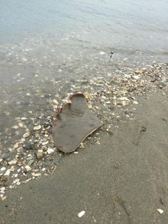 試練のキス釣り