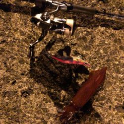 春イカエギング