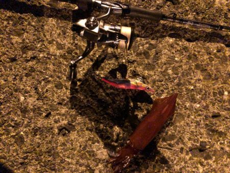 春イカエギング