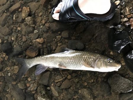 バス釣りよりニゴイ