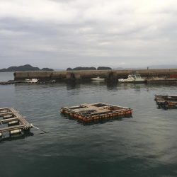 アラカブだー！