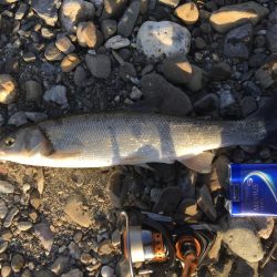 吉野川のルアー釣り！