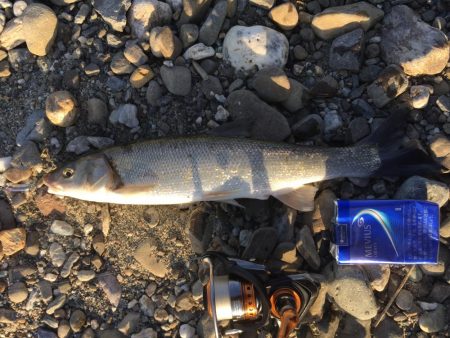 吉野川のルアー釣り！