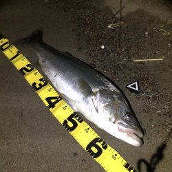 サーフシーバス