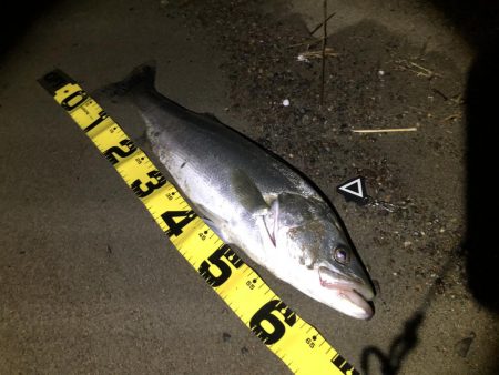 サーフシーバス