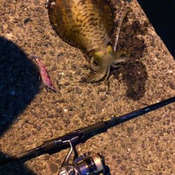 春イカエギング