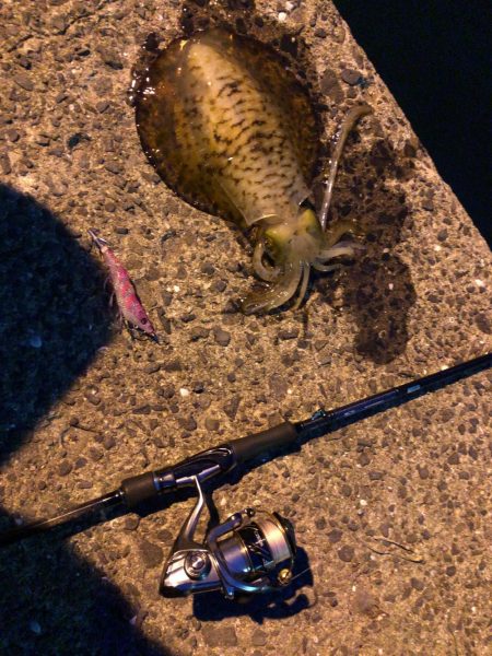 春イカエギング