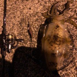 春イカエギング