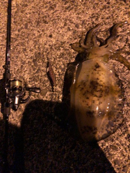 春イカエギング