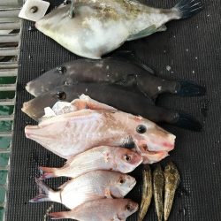 ウマズラハギ多数