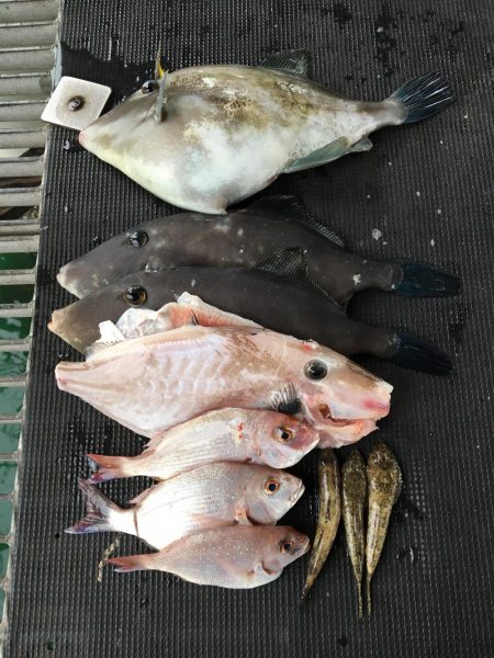 ウマズラハギ多数