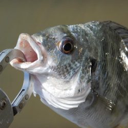 ちょいと渋いかな