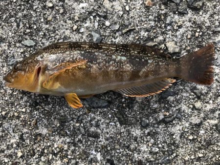 今日は、小物ばかり。