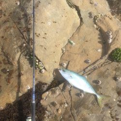 鳴門の地磯から青物