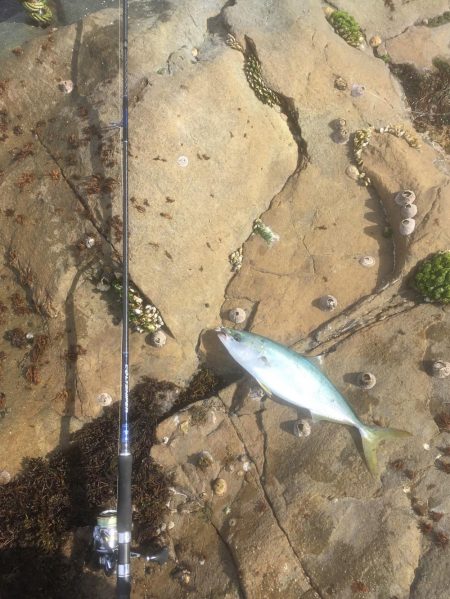 鳴門の地磯から青物