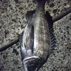 ライトショアジギング