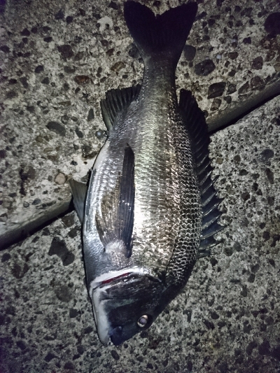 ライトショアジギング