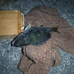 虫ヘッドで小物釣りに