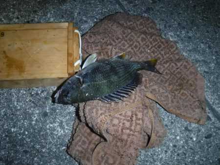 虫ヘッドで小物釣りに